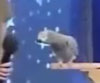 funny-bird
